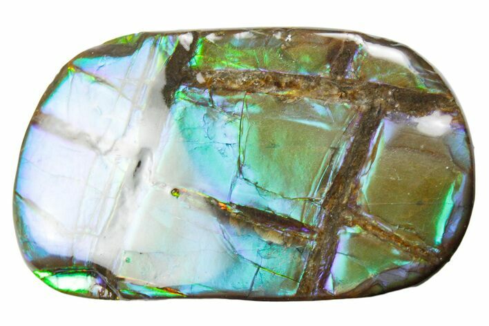 Iridescent Ammolite (Fossil Ammonite Shell) - Alberta #357508